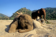 18 - Centre de réhabilitation pour éléphants à Chiang Mai